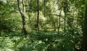 Naturschutzgebiete - Rüden Heide
