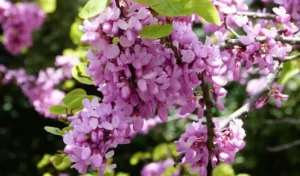 Unbekanntes Gladbeck - Blüten des Judasbaums